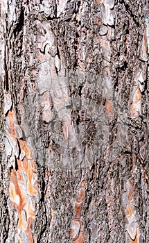 Patterned structured pinewood tree trunk bark, Germany, closeup, details
