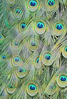 Peacock Tailfeathers