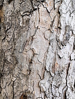 Patterned tree bark gray-brown spots background. Natural green, yellow and brown spotted platanus tree texture