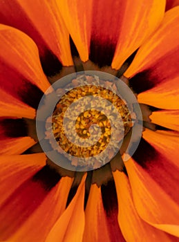 The patterns of an African daisy