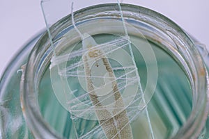 Backgrounds of Parasitic, Study of Parasitic and Anatomical pathology in laboratory.