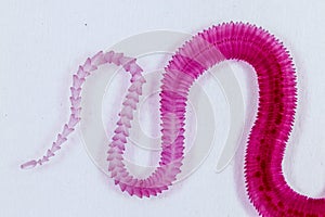 Study of Parasitic and Anatomical pathology in laboratory.