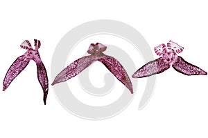 Study of Parasitic and Anatomical pathology in laboratory.