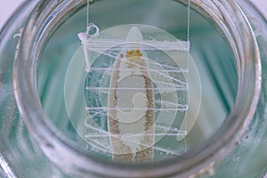 Backgrounds of Parasitic, Study of Parasitic and Anatomical pathology in laboratory. photo