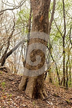 Patterns on the bark of a tree in the gardens of Changdeokgung Palace at Seoul photo