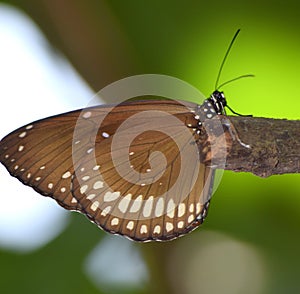 Sobre el mariposa 