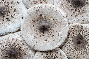 Patterns on a cap of the parasol mushroom,Macrolepiota procera