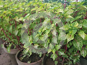 Patterns of draconian cochinchinensis in the garden spring season