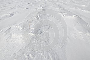 Patterns on a fresh snow texture on a field