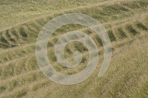 Patterns in grassy hillside. Wiltshire. England photo