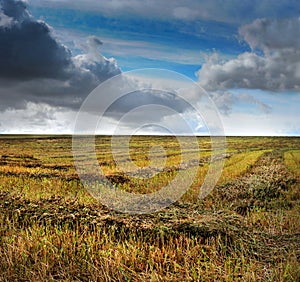 green sheaves on a mowed buckwheat field, beautiful clouds