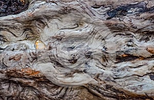 Patterns of layers of wood on dead pine trees on the shores of the Pacific Ocean in Olympic National Park, Washington