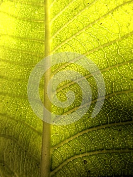 Patterns of the leaf veins