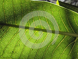 Patterns of the leaf veins