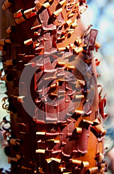 The patterns of Manzanita tree barks