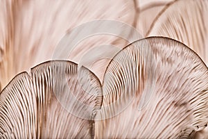 Patterns on a mushroom photo