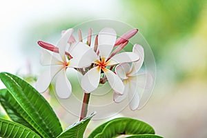 Patterns nature of colorful inflorescence white plumeria rubra flowers blooming and red bud frangipani in garden