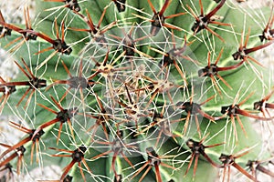 Patterns nature of green cactus with many long thorn blooming for background ,top view