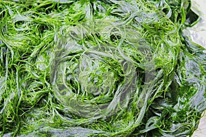 Patterns of nature green spirogyra on algae texture background