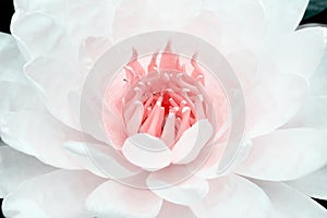 Patterns nature of white petal lotus with pink pollen blooming for texture or background