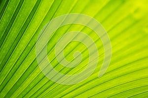 Patterns of A Palm Leaf for Background