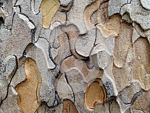 Patterns in Ponderosa Pine Bark