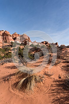 Patterns in the Red Soil - Canyonlands National Park Needles District Utah