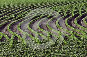 Patterns in rows of soybeans