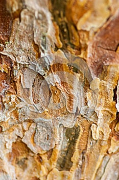 Patterns on Scot's pine bark