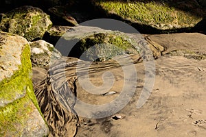 Patterns in silt water black silt sand patterns, elegant, complex, natural and unique bordered by large rocks covered in moss