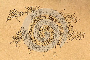 Patterns of small sand balls by Sand bubbler crab
