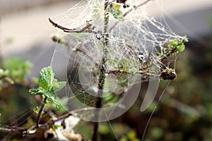 Patterns of spider web with dew drops shining on its silken threads : (pix Sanjiv Shukla)