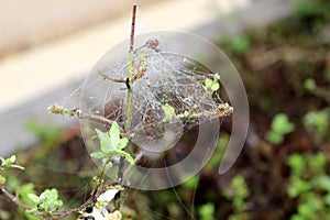 Patterns of spider web with dew drops shining on its silken threads : (pix Sanjiv Shukla)