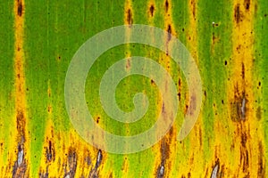 Patterns and textures banana leaves, colorful green, yellow and dry.Closeup of banana leaf texture abstract background selective f