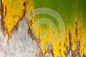 Patterns and textures banana leaves, colorful green, yellow and dry.Closeup of banana leaf texture abstract background selective f