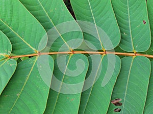 Patterns and textures of leaves, leaves in pairs on both sides.