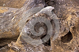 Patterns and Textures on Weathered Tree Stump