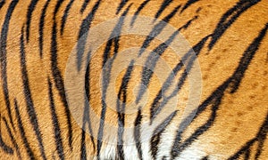 Patterns of tiger skin.