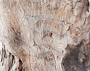 Patterns of tree skin