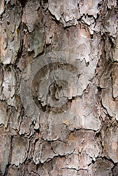 Patterns on a tree standing still in a park.