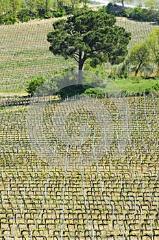 Patterns of a Vineyard in Tuscany