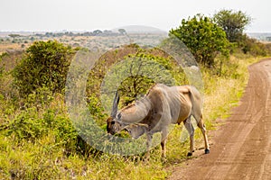 Patterson`s eland isolate in Nairobi park