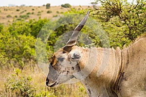 Patterson`s eland isolate in Nairobi park