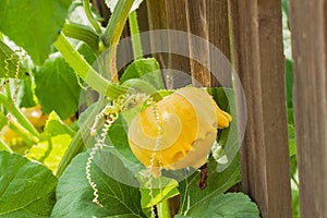 Pattypan squash is variety of summer, Cucurbita pepo