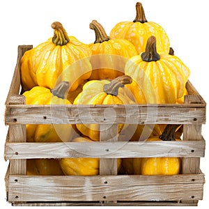 Pattypan squashes in wooden crate isolated, yellow shriveled pumpkins, decorative zucchini on white photo