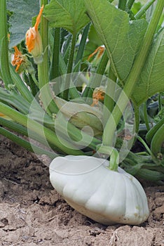 Pattypan White Squash