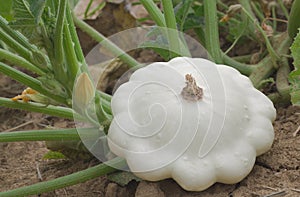 Pattypan White Squash