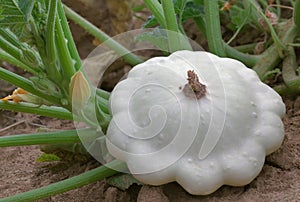 Pattypan White Squash