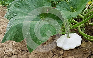 Pattypan White Squash