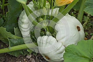 Pattypan, white squash, Cucurbita pepo